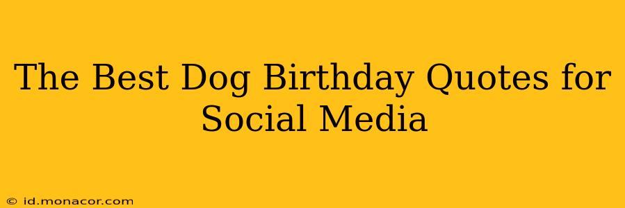 The Best Dog Birthday Quotes for Social Media